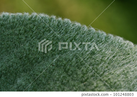 The texture of a very interesting textured leaf of the plant. The texture of a very interesting textured leaf of the plant. 101248803