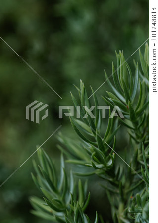 Natural green background with green juniperus formosana. 101248813