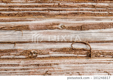 Natural background with the texture of an old shabby tree. 101248817