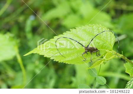 Lady Beetle Kamikiri 101249222