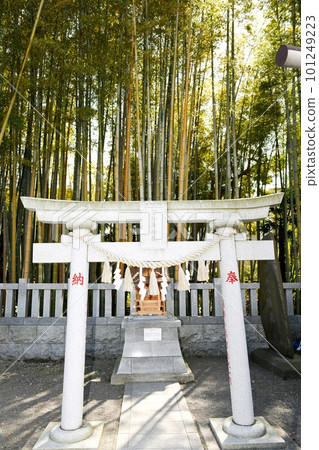 [Ichikawa City Yawata no Yabushirazu (Shichi Hachiman Forest) ``Shichimori Shrine'' torii gate and main building] 101249223