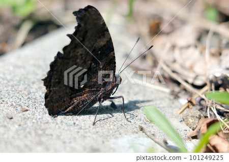 A small spring day after wintering, a Ruritateha butterfly with its wings tightly closed on a stone (using a macro lens) 101249225