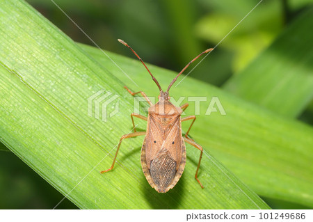 Hoshi Hararillo Helicopter bug Hoshi Hararillo Helicopter bug 101249686