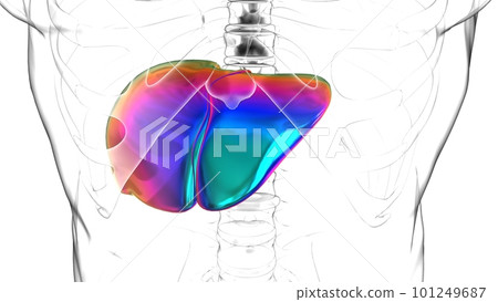 Liver human digestive system anatomy for medical concept 3D rendering 101249687