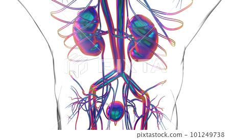 Human Kidneys Anatomy For Medical Concept 3D Rendering 101249738