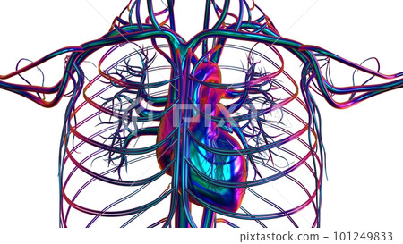 Human heart anatomy for medical concept 3D Rendering Human heart anatomy for medical concept 3D Rendering 101249833