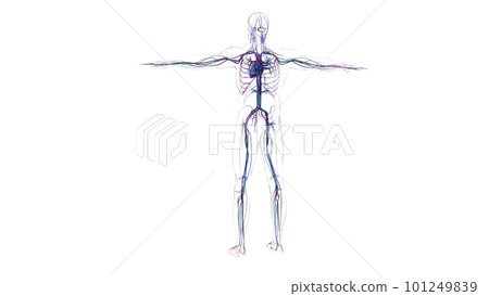 Human heart anatomy for medical concept 3D Rendering Human heart anatomy for medical concept 3D Rendering 101249839
