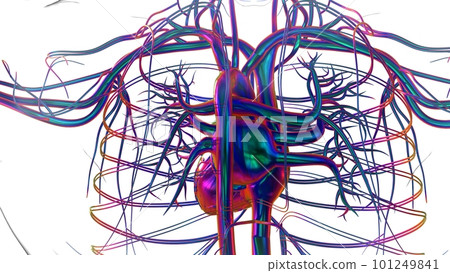 Human heart anatomy for medical concept 3D Rendering 101249841