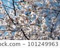 Pale pink cherry blossoms that shine through in the spring sunshine 101249963