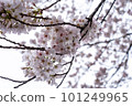 Cherry blossoms in full bloom with gentle colors 101249965