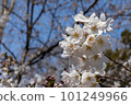 Beautifully blooming cherry blossoms against the blue sky 101249966