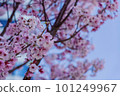 Kawazu cherry blossoms bathed in the spring sunshine 101249967