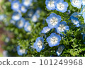 Beautiful blue nemophila flower 101249968