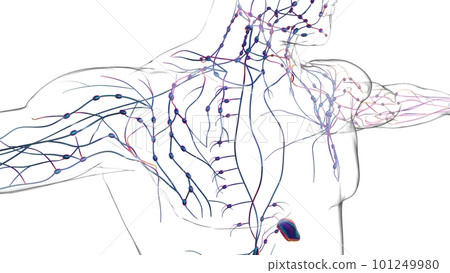 Human lymph nodes anatomy for medical concept 3D rendering Human lymph nodes anatomy for medical concept 3D rendering 101249980