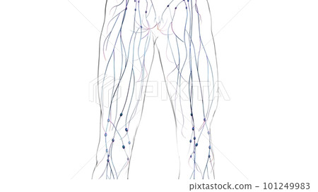 Human lymph nodes anatomy for medical concept 3D rendering 101249983