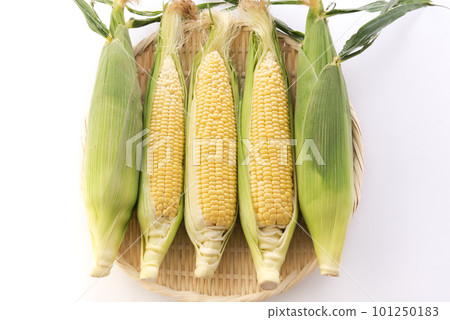 Corn white background 101250183
