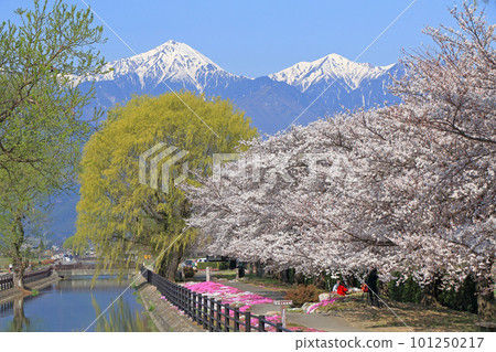 Spring in Azumino, cherry blossoms in bloom and the Northern Alps 101250217
