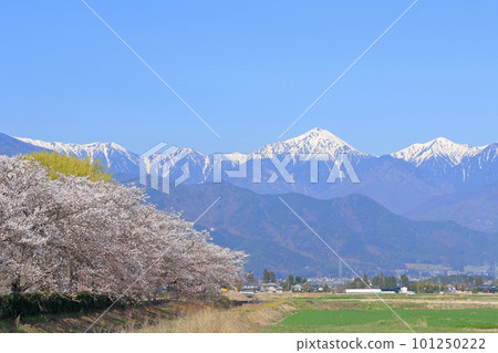 Azumino in spring when cherry blossoms bloom 101250222