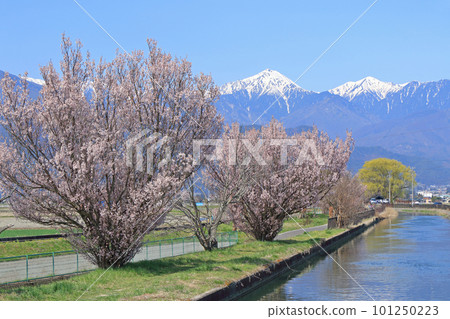 Spring in Azumino, cherry blossoms in bloom and the Northern Alps 101250223
