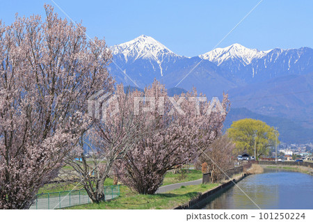 Spring in Azumino, cherry blossoms in bloom and the Northern Alps 101250224