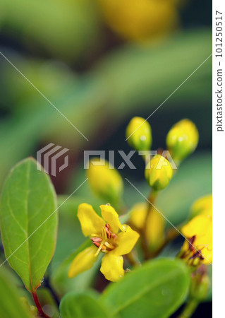 Bright yellow flowers of Ochna serlata (Mickey Mouse Plants), natural background macro photography. 101250517
