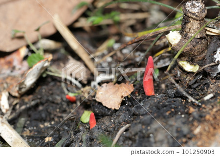 A bright red deadly poisonous mushroom "Kaentake" grows naturally on the side of a rotting konara tree stump. 101250903
