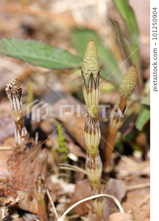 Appetizing cute ears of horsetail sticking out from under the field in early summer (close-up photo using a macro lens) 101250904