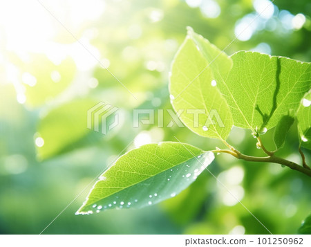 Refreshing fresh green illustration background material Refreshing fresh green illustration background material 101250962