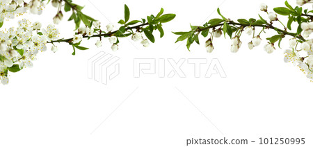 Spring cherry twigs with blooming flowers in a top border arrangement isolated on white 101250995