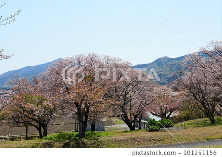 The scenery of Isobe Sakuragawa Park, with a spectacular view of mountain cherry blossoms against a backdrop of satoyama The scenery of Isobe Sakuragawa Park, with a spectacular view of mountain cherry blossoms against a backdrop of satoyama 101251156