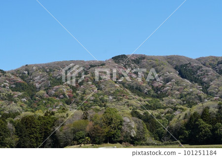 Mountain cherry blossoms growing in clusters against the blue sky, the scenery of Takamine with a superb view Mountain cherry blossoms growing in clusters against the blue sky, the scenery of Takamine with a superb view 101251184