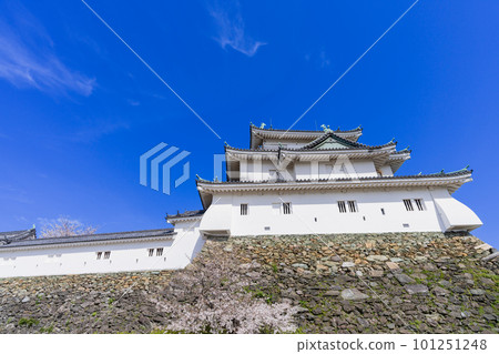 "Wakayama Prefecture" Wakayama Castle and cherry blossoms "Wakayama Prefecture" Wakayama Castle and cherry blossoms 101251248