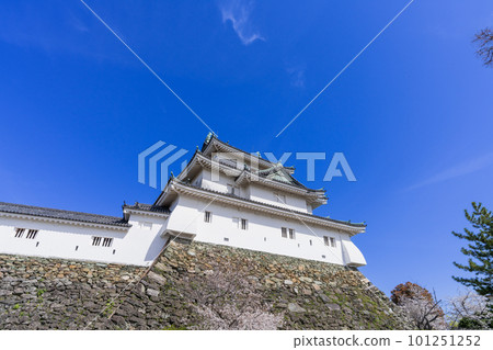"Wakayama Prefecture" Wakayama Castle and cherry blossoms 101251252