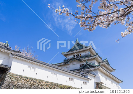 "Wakayama Prefecture" Wakayama Castle and cherry blossoms 101251265