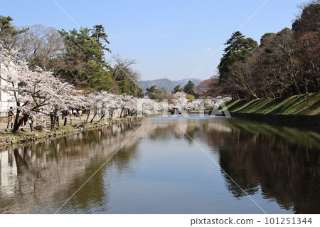 Scenery with cherry blossoms Castle with cherry blossoms Spring break Spring cherry blossom front Someiyoshino Outer moat Inner moat Hikone Castle Hikone City, Shiga Prefecture Scenery with cherry blossoms Castle with cherry blossoms Spring break Spring cherry blossom front Someiyoshino Outer moat Inner moat Hikone Castle Hikone City, Shiga Prefecture 101251344