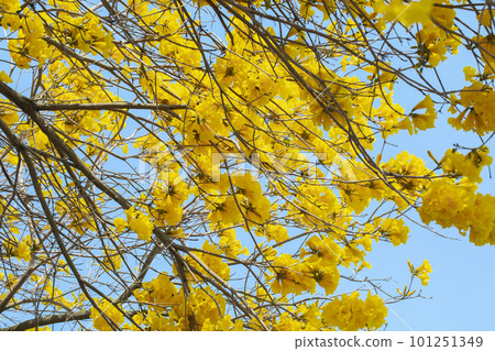 yellow flower wind suzuki, wind suzuki, taiwan, yellow flower, campanula chinensis, campanula chinensis, taiwan, yellow 101251349