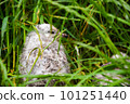 albatross chick 101251440
