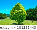 Fresh green tree 101251443