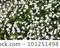 Hananira in full bloom 101251498
