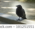年輕的烏鴉，獨自在校園裡 101251551