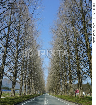 spring day metasequoia 101251600