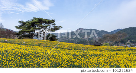 The daffodil flower garden of Jirisan Cheese Land in Gurye 101251624