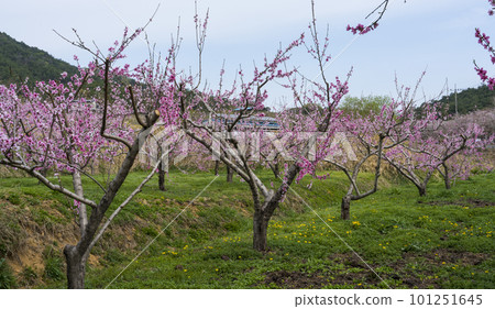 Pink peach blossoms blooming at the peach farm in Woldung-myeon, Cheonan-si 101251645