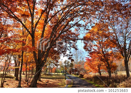 I want to take a walk in the autumn leaves 101251683