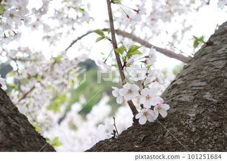 Cherry blossoms clinging to thick trunks Cherry blossoms clinging to thick trunks 101251684
