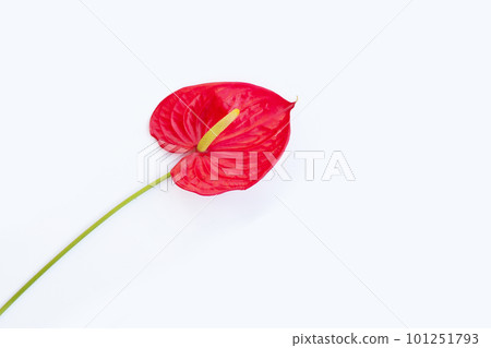 Flamingo flower or pigtail anthurium 101251793