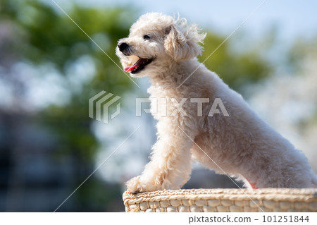 白色玩具貴賓犬 白色玩具貴賓犬 101251844
