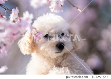 盯著櫻花的玩具貴賓犬 盯著櫻花的玩具貴賓犬 101251845