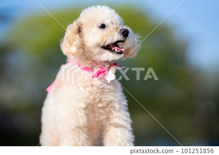 白色玩具貴賓犬 白色玩具貴賓犬 101251856