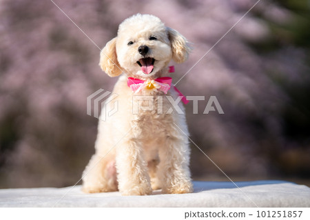 Cherry blossoms and cute toy poodle Cherry blossoms and cute toy poodle 101251857